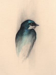 Tree Swallow Study
