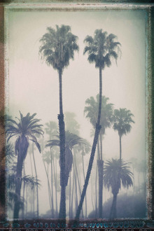 Denise-Taylor-Old-Palms-Santa-Monica-California