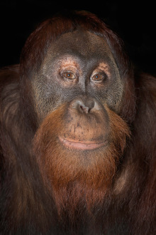 ORANG_USA_Florida_Center_for_Great_Apes_Archie_1668.jpeg