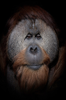 ORANG_USA_Indianapolis_Orangutan_Azy_5790.jpeg