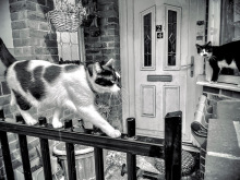Wendy-Little-Cats-Folkestone