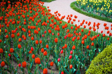 Marc-Karzen-Kentucky-Derby-Tulips-1984