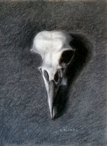 Bird-Skull