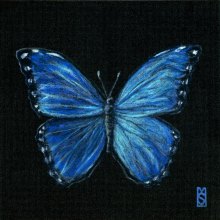 Lisa.Svingos_Blue-Morpho-Butterfly