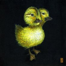 Lisa.Svingos_Duck-Duck