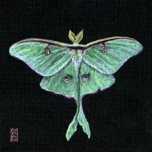 Lisa.Svingos_Luna-Moth